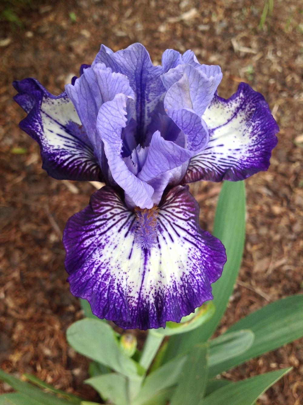 Photo of Intermediate Bearded Iris (Iris 'Sailor') uploaded by ElleBeesIrisWorld
