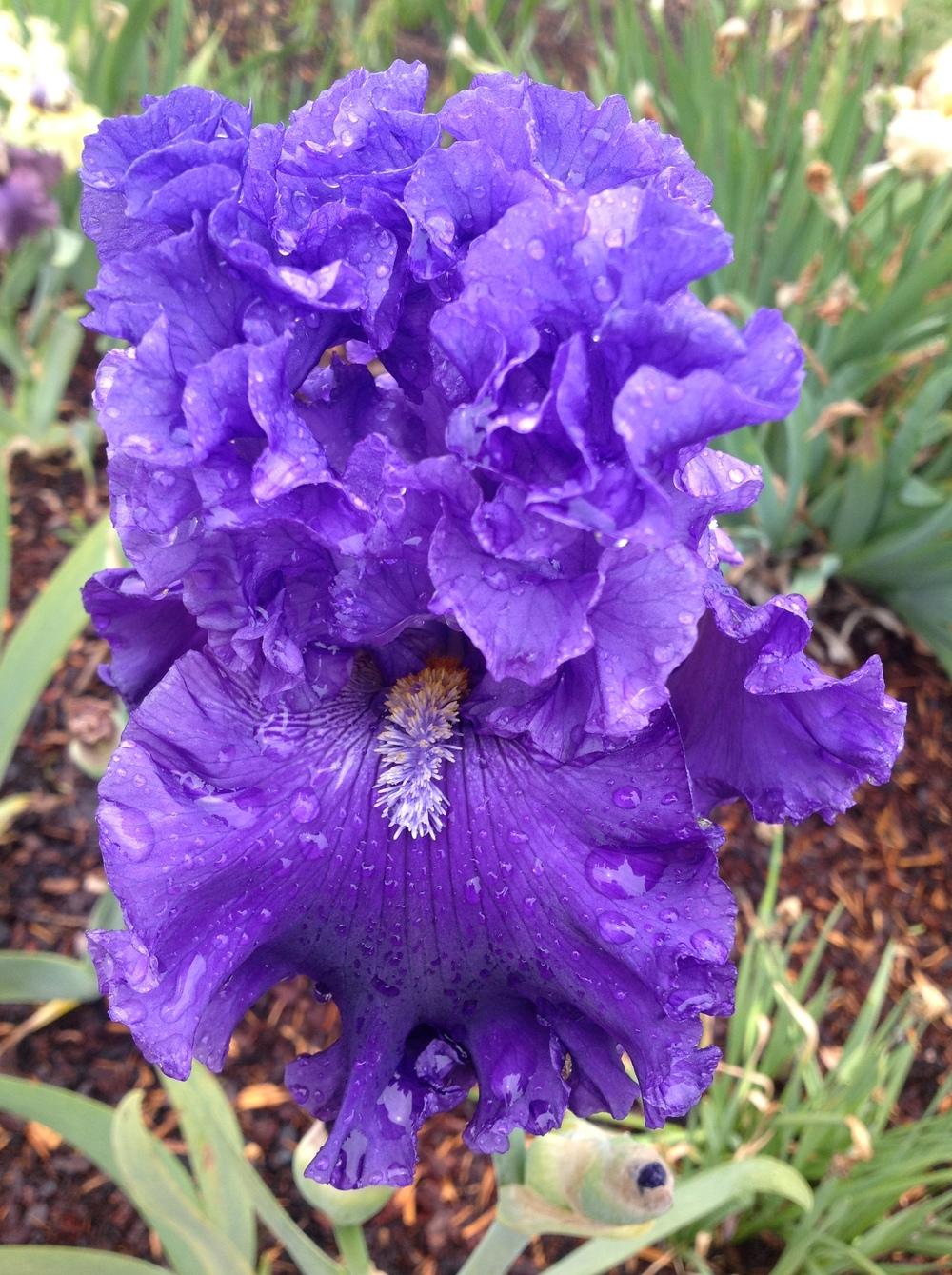 Photo of Tall Bearded Iris (Iris 'Ride the Waves') uploaded by ElleBeesIrisWorld