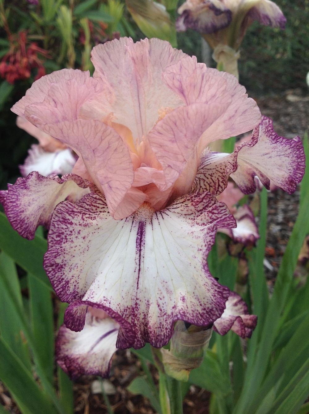 Photo of Tall Bearded Iris (Iris 'Roman Song') uploaded by ElleBeesIrisWorld