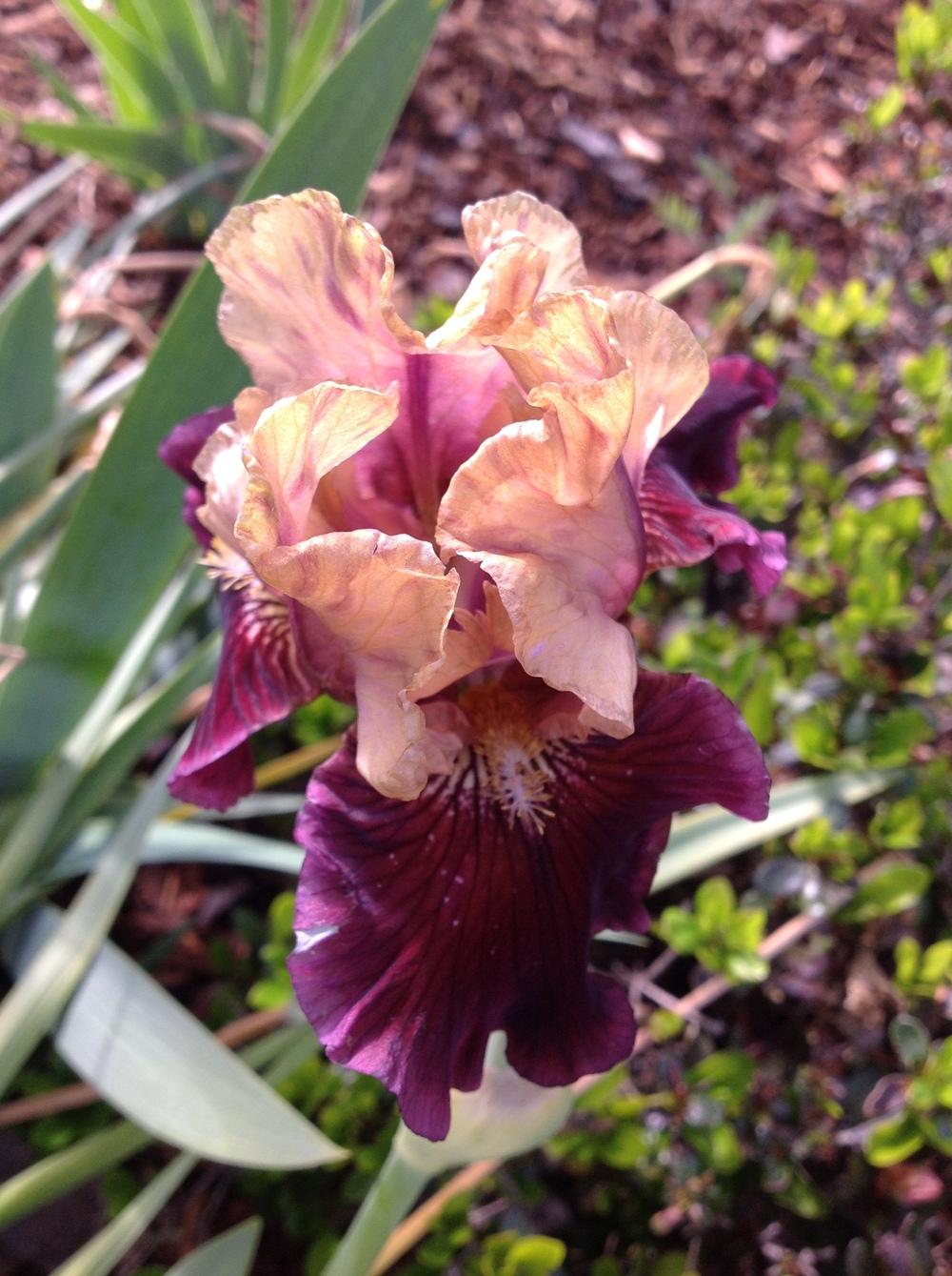 Photo of Intermediate Bearded Iris (Iris 'Twang') uploaded by ElleBeesIrisWorld