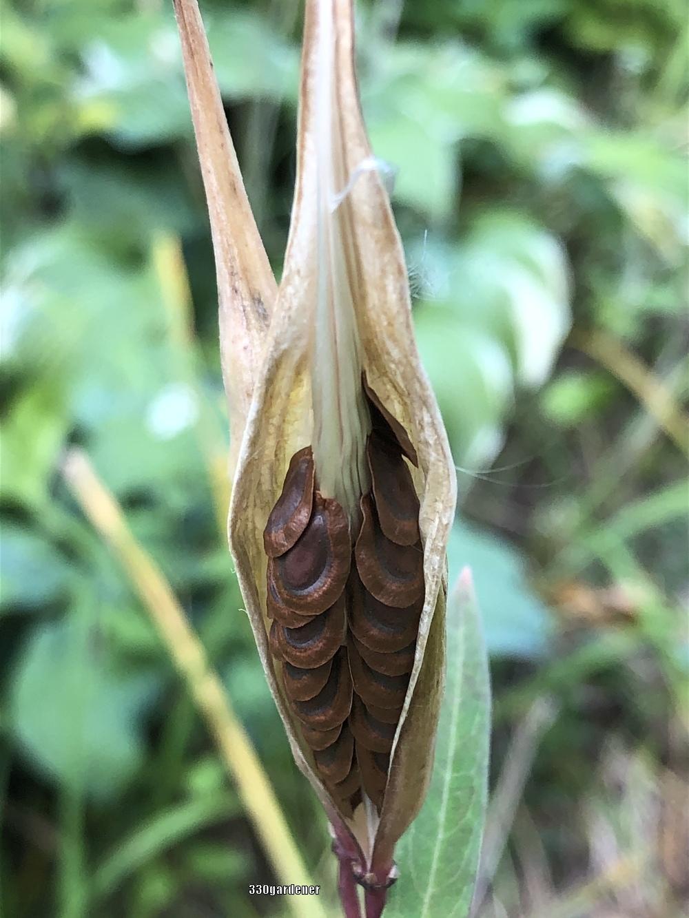 Photo of Swamp Milkweed (Asclepias incarnata) uploaded by crawgarden