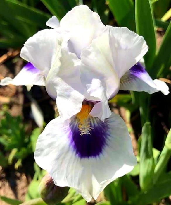 Photo of Arilbred Iris (Iris 'Desert Snow') uploaded by gwhizz