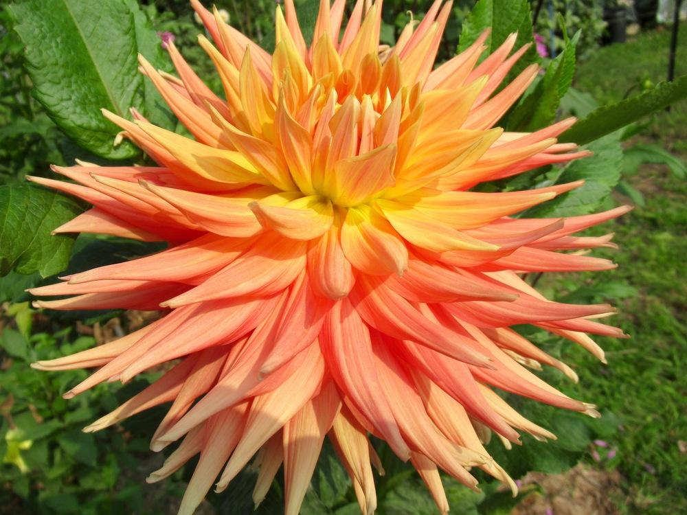 Photo of Dahlia 'AC Ben' uploaded by psudan