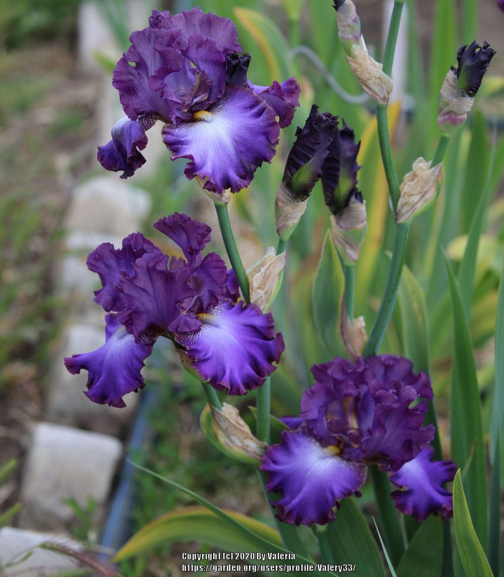 Photo of Tall Bearded Iris (Iris 'Afternoon in Rio') uploaded by Valery33