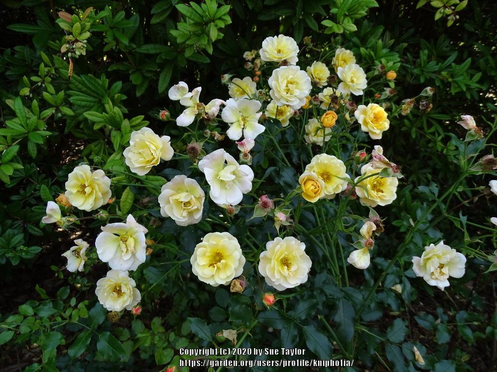 Photo of Rose (Rosa 'Sunny Knock Out') uploaded by kniphofia