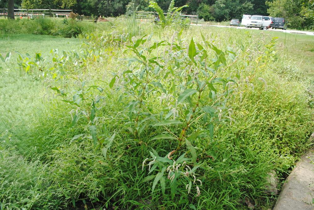 Photo of Curl-Top Smartweed (Persicaria lapathifolia) uploaded by ILPARW