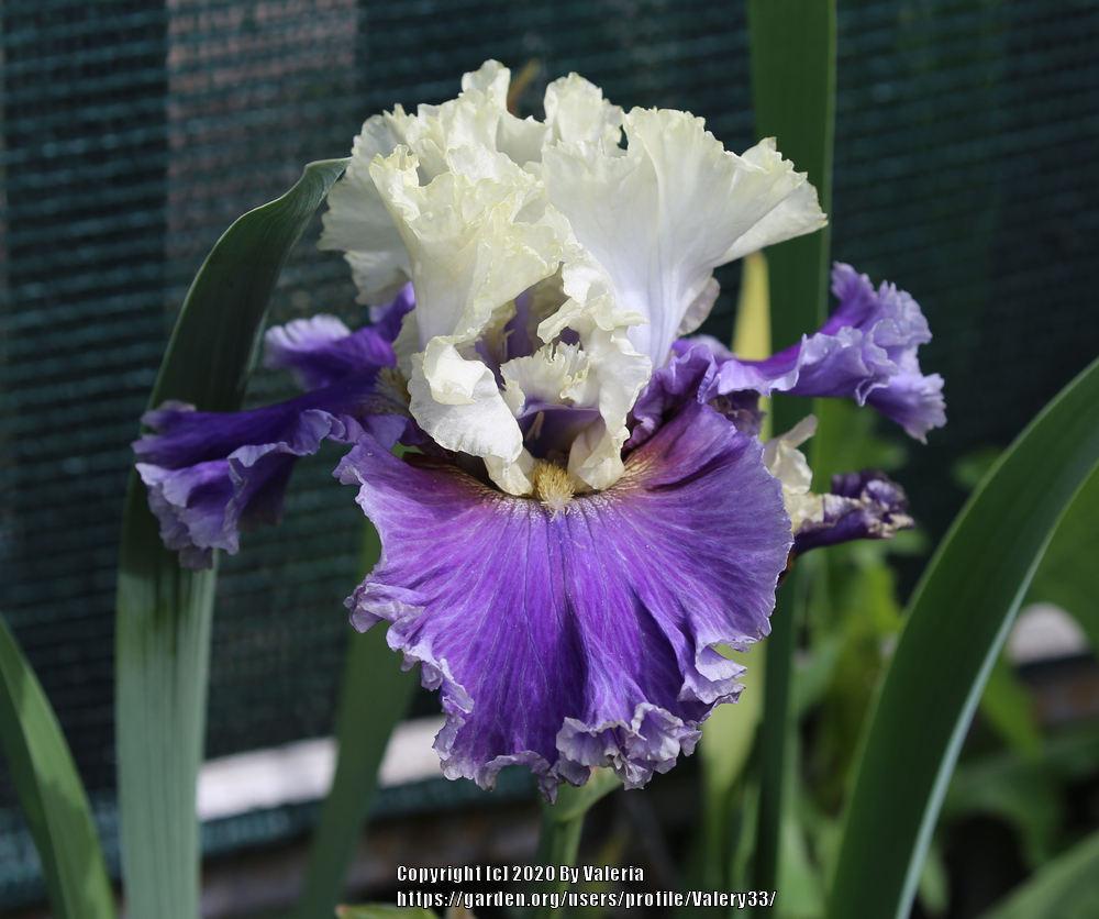 Photo of Tall Bearded Iris (Iris 'Champagne Journey') uploaded by Valery33