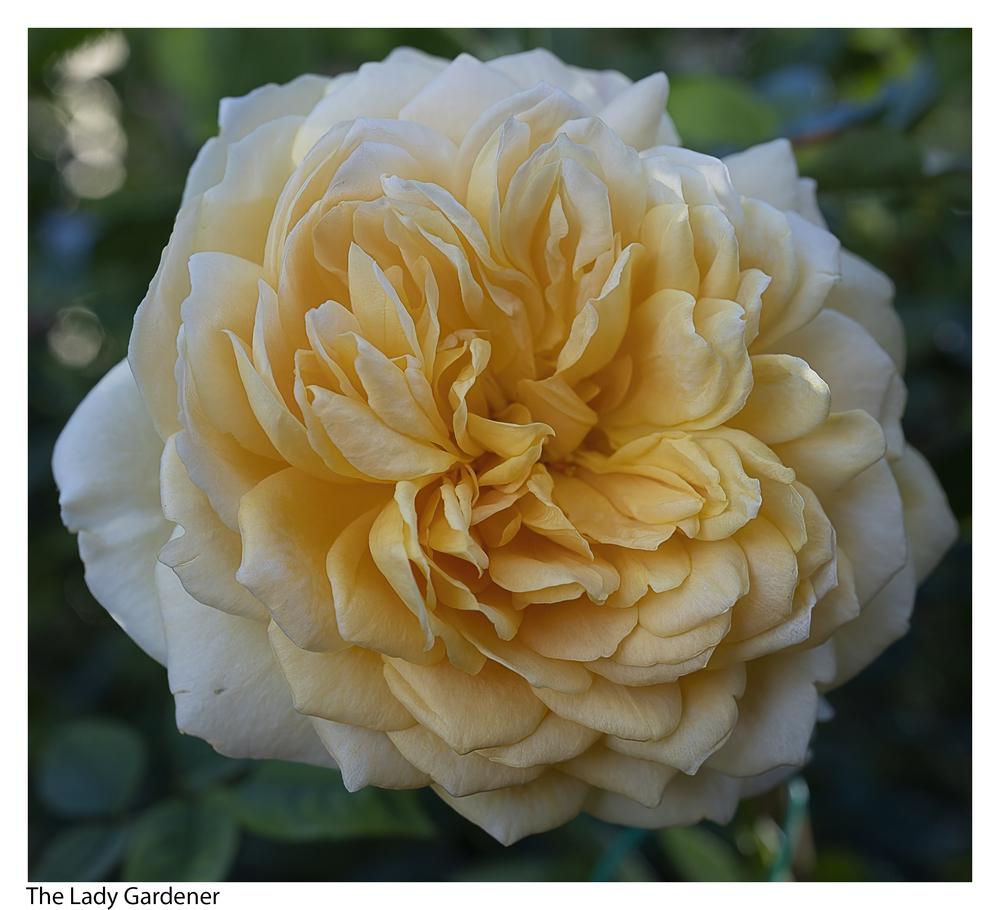 Photo of Rose (Rosa 'The Lady Gardener') uploaded by kohala