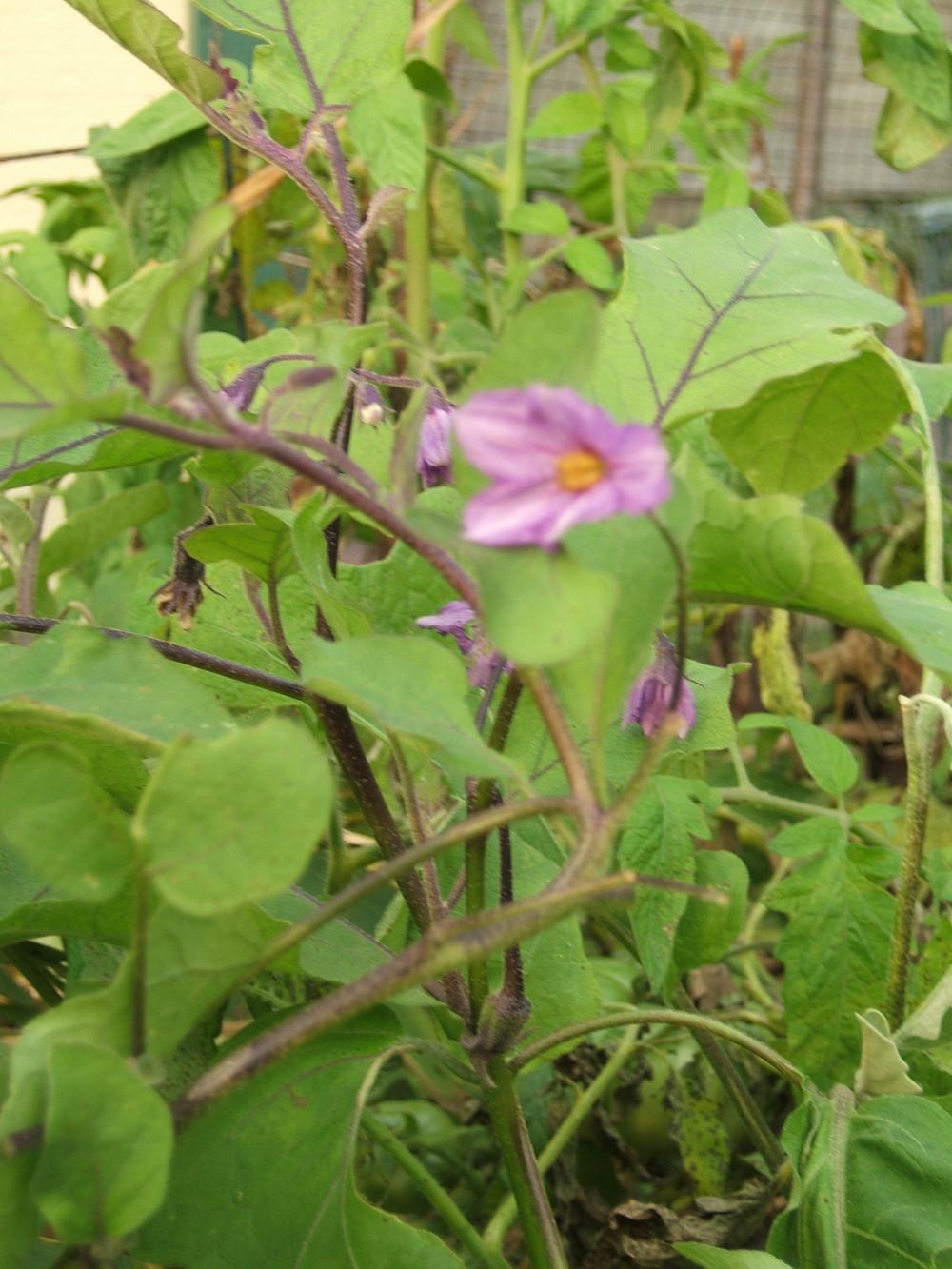 Photo of Eggplant (Solanum melongena 'Purple Comet') uploaded by pirl
