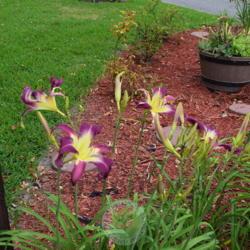 Location: My garden in Southeast Virginia
Date: JUNE
entire plant at corner garden