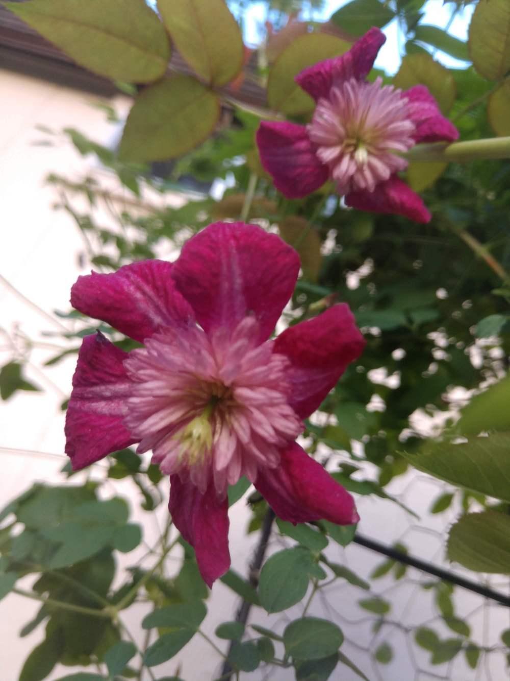Photo of Clematis Avant-Garde™ uploaded by Daisysdaughter