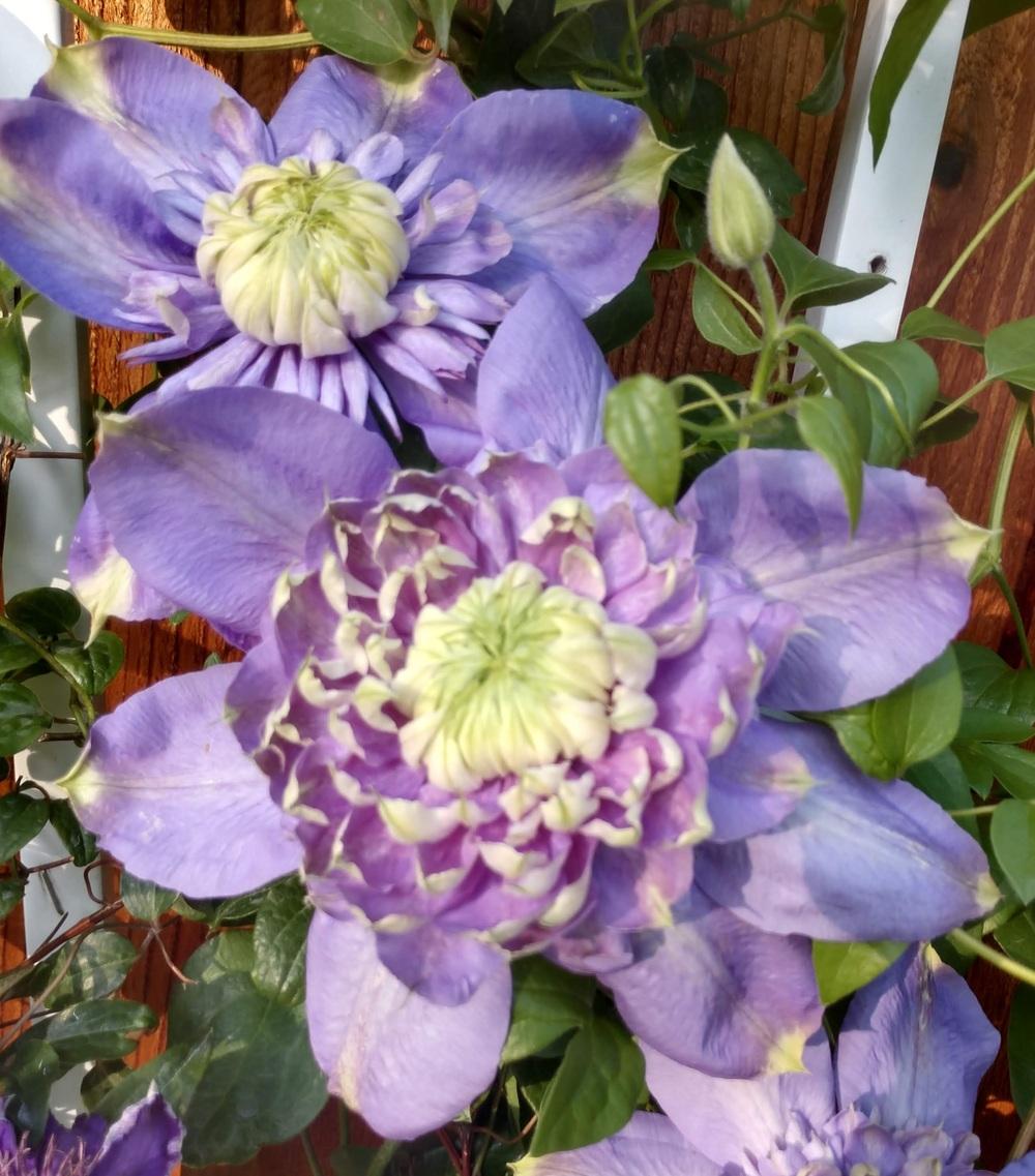 Photo of Clematis Blue Light™ uploaded by Daisysdaughter