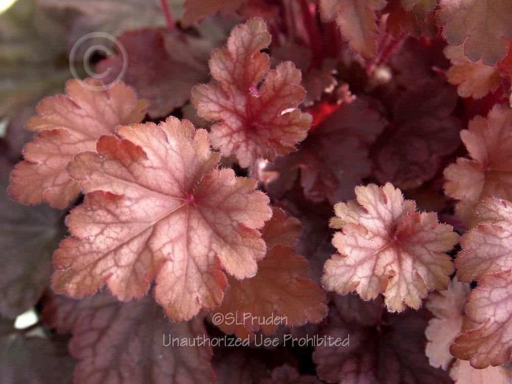 Photo of Coral Bells (Heuchera 'Peach Flambe') uploaded by DaylilySLP