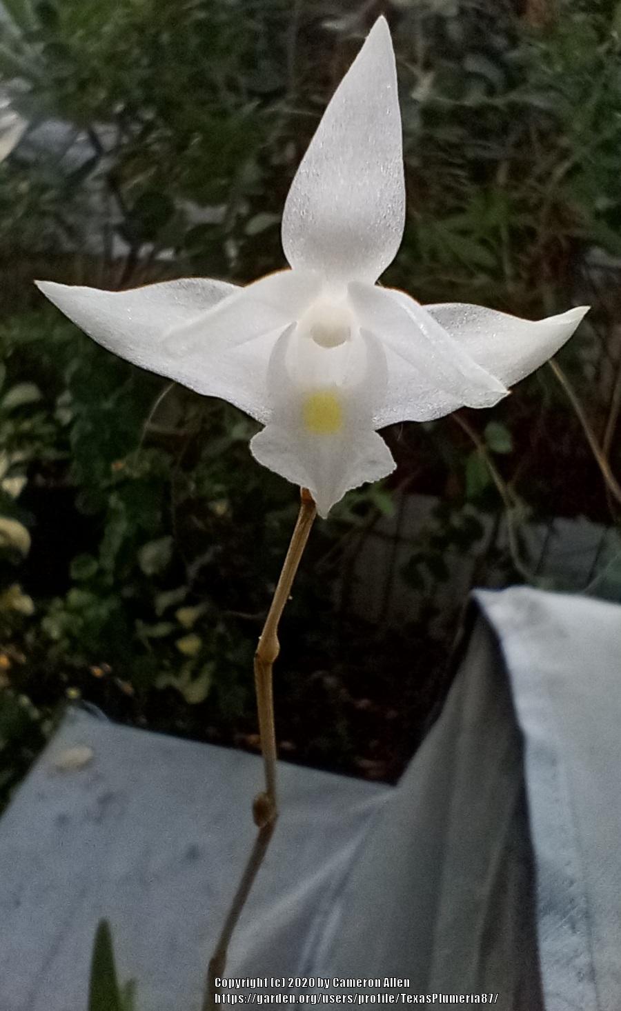 Photo of Thunderstorm Orchid (Dendrobium crumenatum) uploaded by TexasPlumeria87