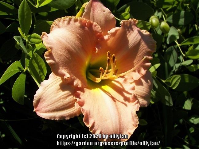 Photo of Daylily (Hemerocallis 'Catalina') uploaded by alilyfan