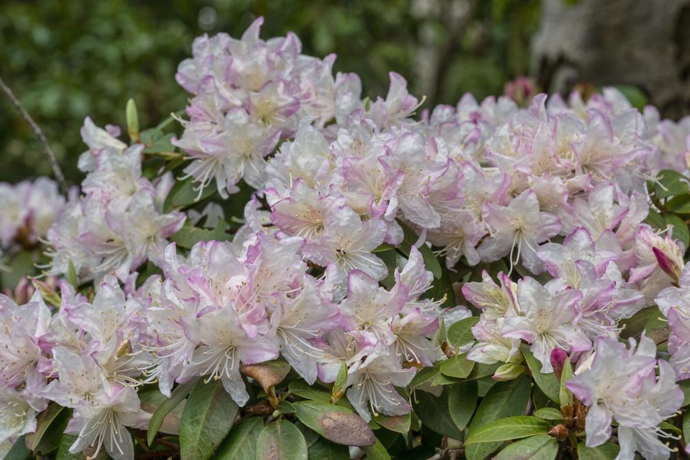 Photo of Rhododendrons (Rhododendron) uploaded by arctangent