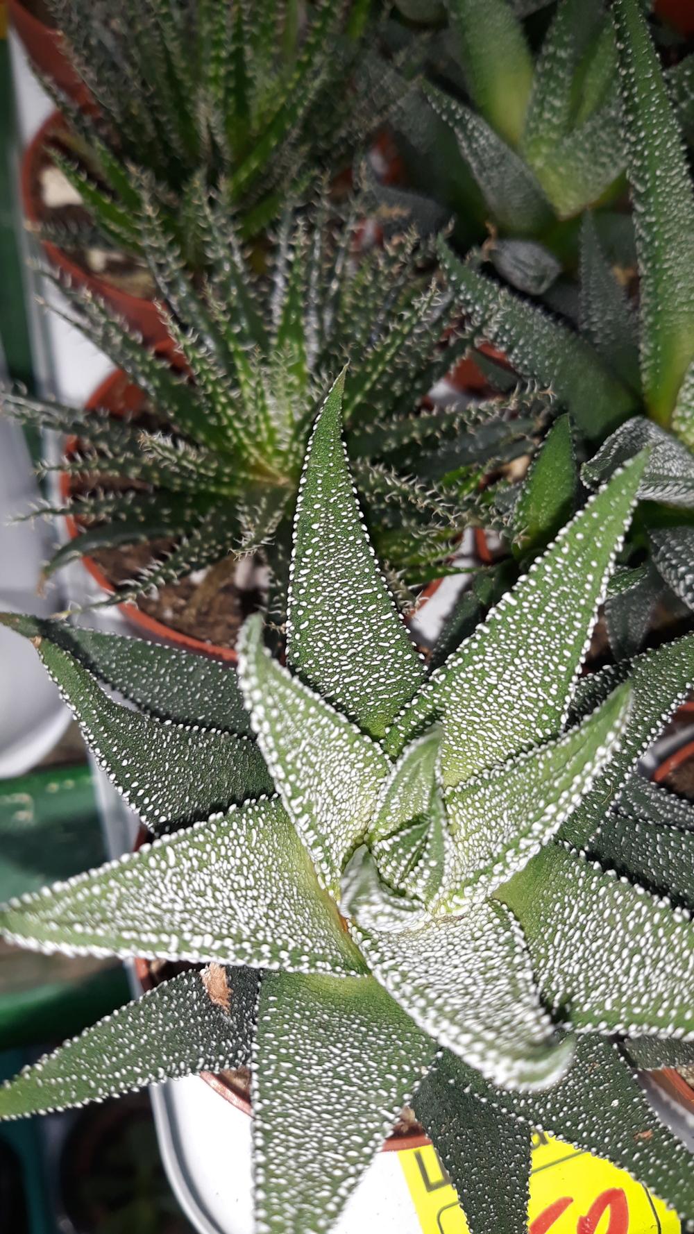 Photo of Haworthiopsis attenuata var. radula uploaded by skopjecollection