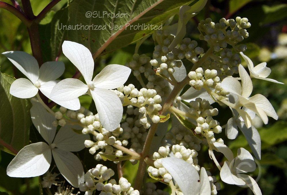 Photo of Panicle Hydrangea (Hydrangea paniculata First Editions® Great Star™) uploaded by DaylilySLP