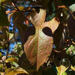 Location: English Gardens, West Bloomfield, MI
Date: 2012-09-11
Late Summer Leaf Colors