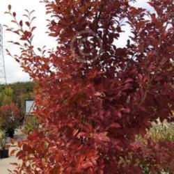 Location: English Gardens, Royal Oak, MI
Date: 2014-10-06
Early Fall Leaf Colors