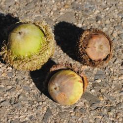 Location: Downingtown, Pennsylvania
Date: 2020-09-20
3 acorns found on ground, one about 1 3/4" wide