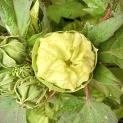 Location: Medina, TN
Date: 2020-09-19
‘French Vanilla’ hardy Hibiscus has yellow flower buds that r