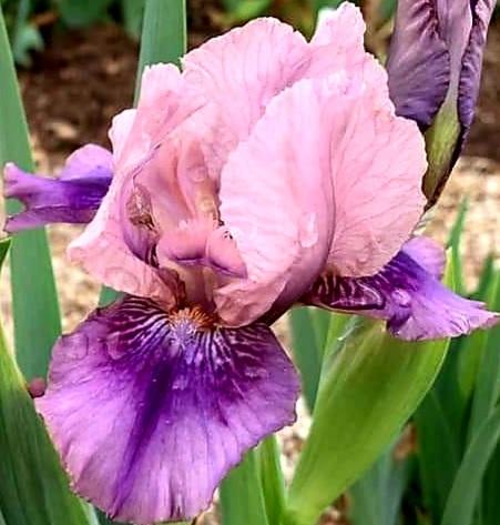 Photo of Standard Dwarf Bearded Iris (Iris 'Pause') uploaded by gwhizz