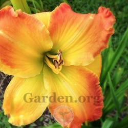 Location: My garden in Southeast Virginia
Date: JUNE
BLOOM