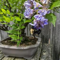 Location: Hidden Lake Gardens, Tipton, Michigan
Date: 2019-06-19
Bumblebee on blooms of a bonsai American wisteria. #insects #poll