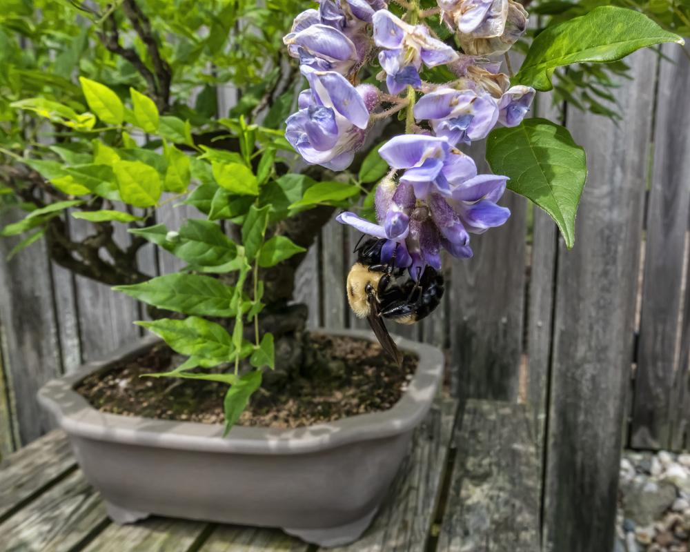 Photo of American Wisteria (Wisteria frutescens) uploaded by arctangent
