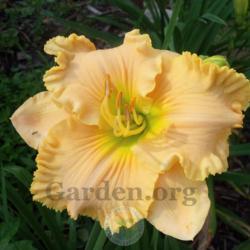 Location: My garden in Southeast Virginia
Date: JUNE
BLOOM
