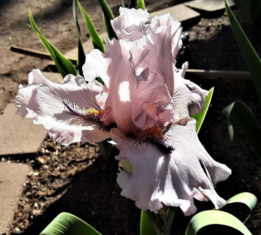 Photo of Tall Bearded Iris (Iris 'Awesome Alex') uploaded by Bitoftrouble