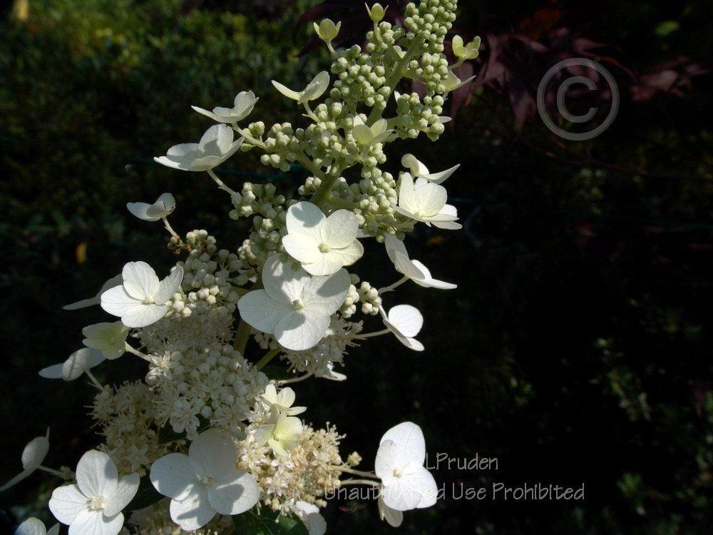 Photo of Panicle Hydrangea (Hydrangea paniculata 'Tardiva') uploaded by DaylilySLP