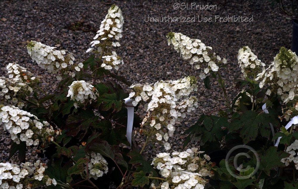 Photo of Hydrangea (Hydrangea quercifolia 'Ruby Slippers') uploaded by DaylilySLP