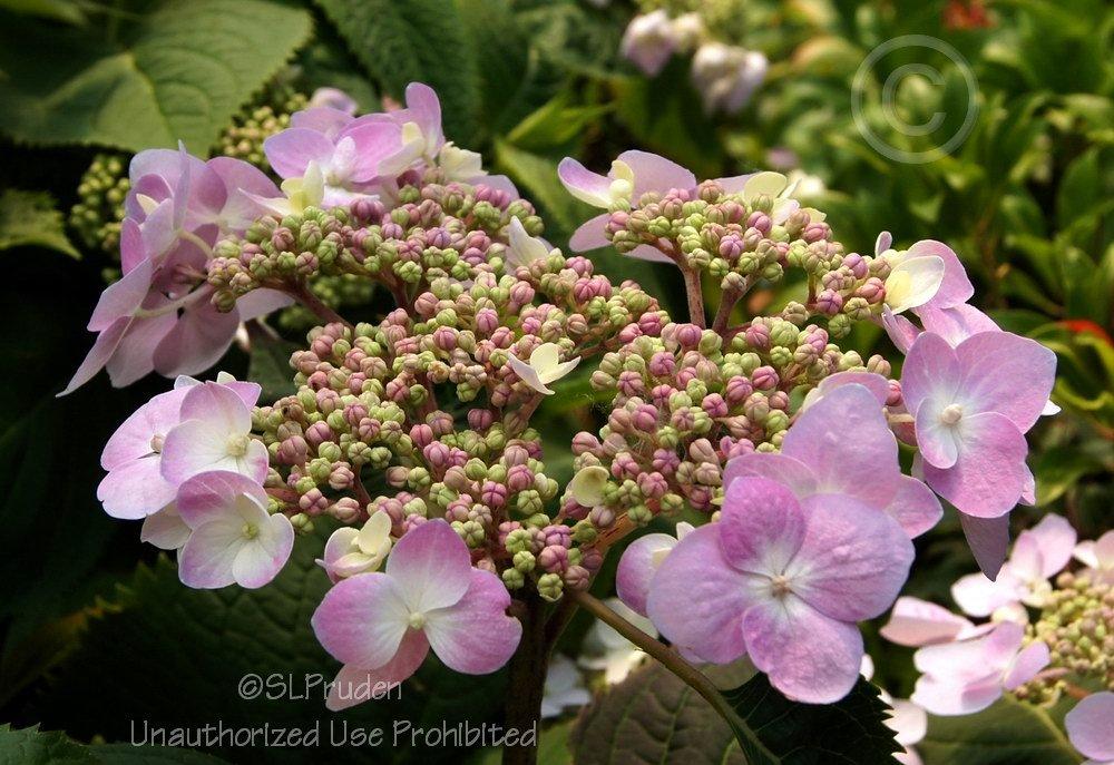 Photo of Lacecap Hydrangea (Hydrangea macrophylla Forever & Ever® Summer Lace) uploaded by DaylilySLP