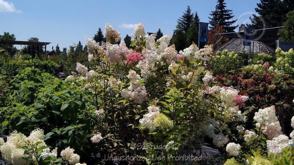 Photo of Panicle Hydrangea (Hydrangea paniculata First Editions® Vanilla Strawberry™) uploaded by DaylilySLP