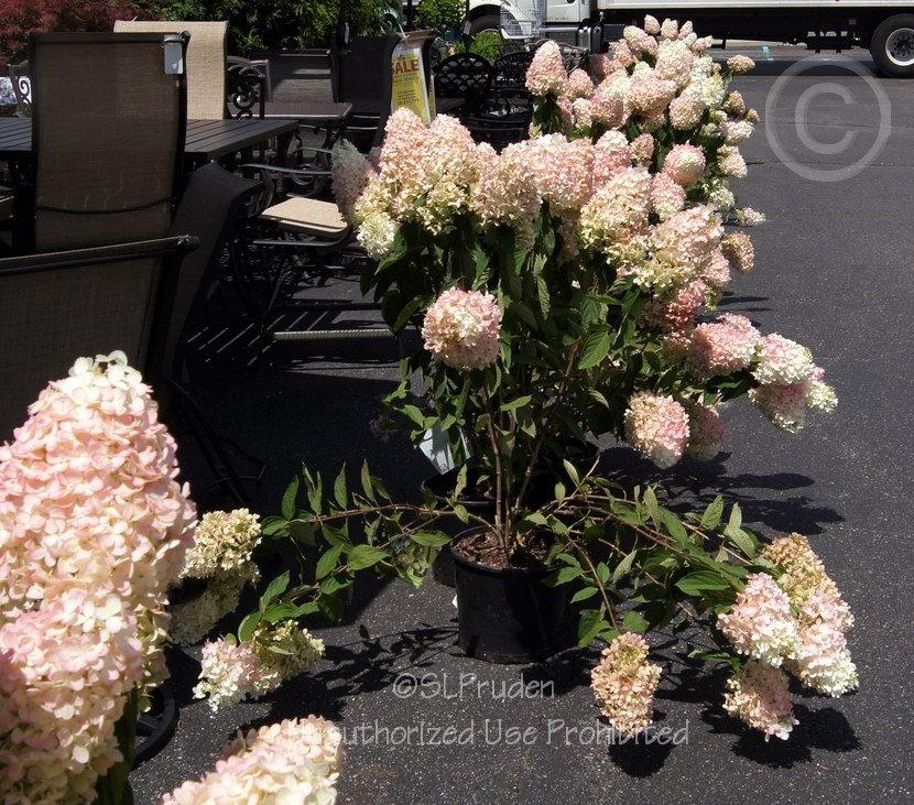 Photo of Panicle Hydrangea (Hydrangea paniculata Magical® Sweet Summer) uploaded by DaylilySLP