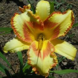 Location: Lenora, Kansas
Date: July 7, 2020
Sunshine Bouquet in my zone 5b, KS garden.