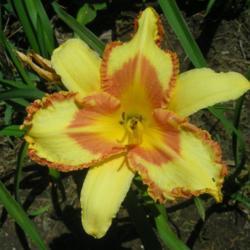 Location: Lenora, Kansas
Date: July 15, 2020
Sunshine Bouquet in my zone 5b, KS garden.