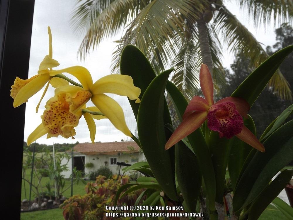 Photo of Orchid (Rhynchobrassoleya Copper Queen) uploaded by drdawg