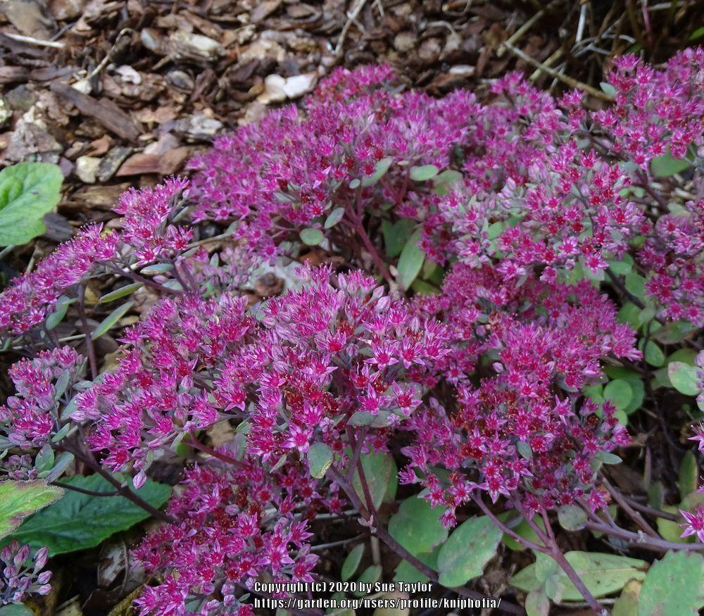 Photo of Cliff Stonecrop (Hylotelephium cauticola 'Ruby Glow') uploaded by kniphofia