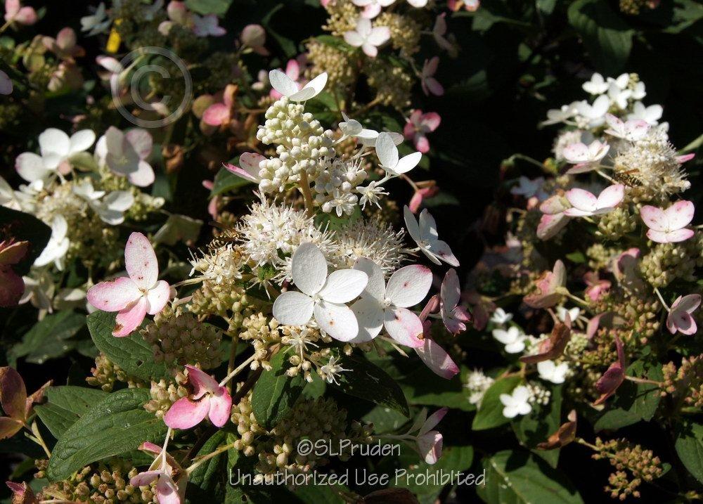 Photo of Panicle Hydrangea (Hydrangea paniculata 'Pink Diamond') uploaded by DaylilySLP