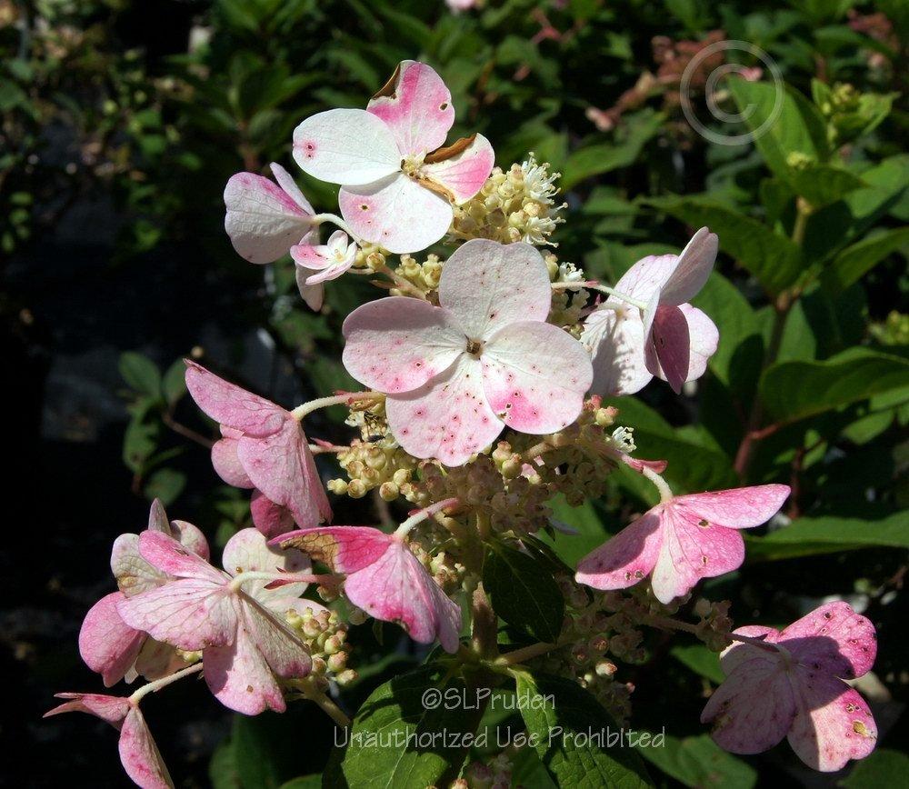 Photo of Late Panicle Hydrangea (Hydrangea paniculata Quick Fire®) uploaded by DaylilySLP