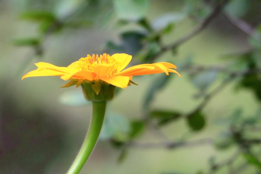 Photo of Mexican Sunflower (Tithonia rotundifolia 'Yellow Torch') uploaded by GrammaChar