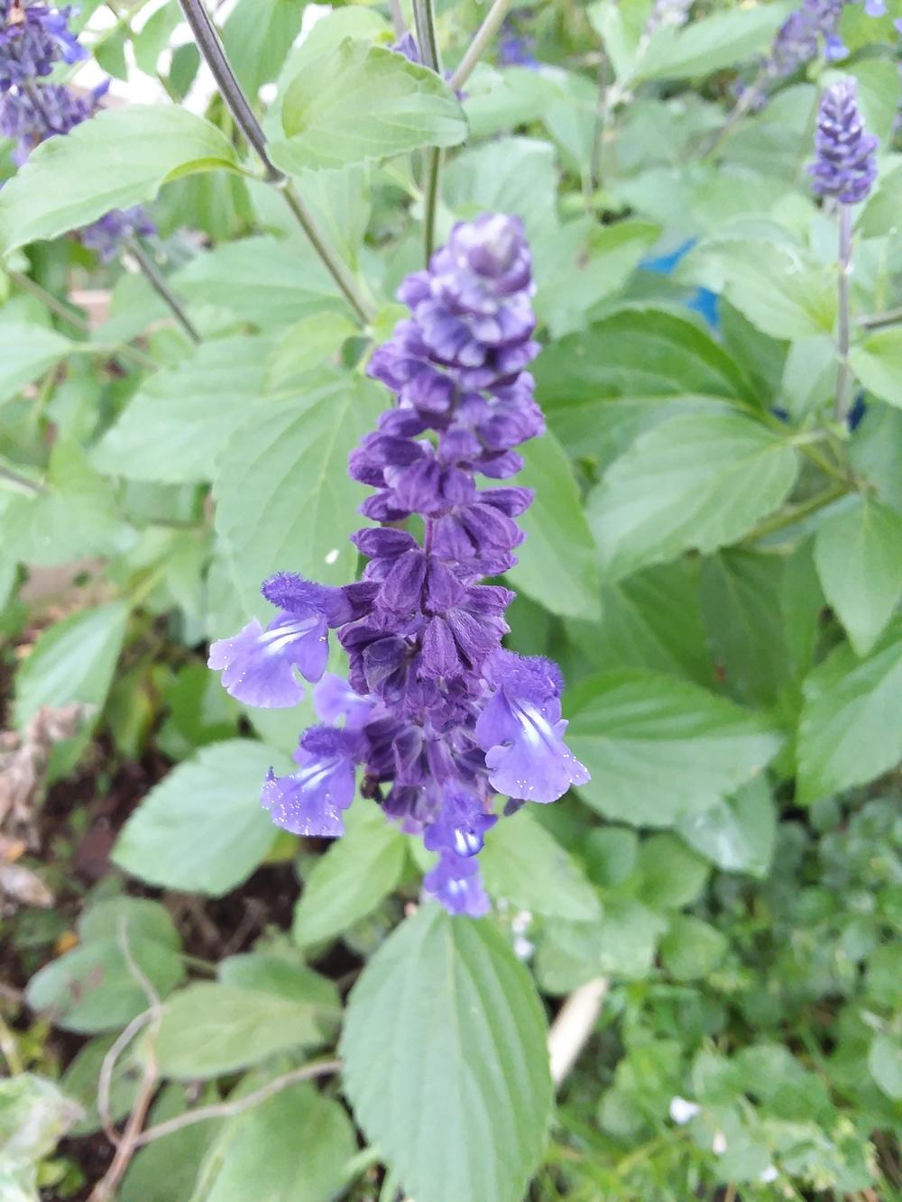 Photo of Sage (Salvia Mystic Spires Blue) uploaded by RoseA32