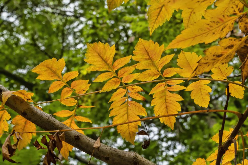 Photo of Golden Rain Tree (Koelreuteria paniculata) uploaded by arctangent