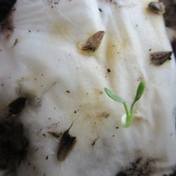 Location: Toronto, Ontario
Date: 2020-09-21
Alpine Sea Holly (Eryngium alpinum 'Blue Star') seedling.