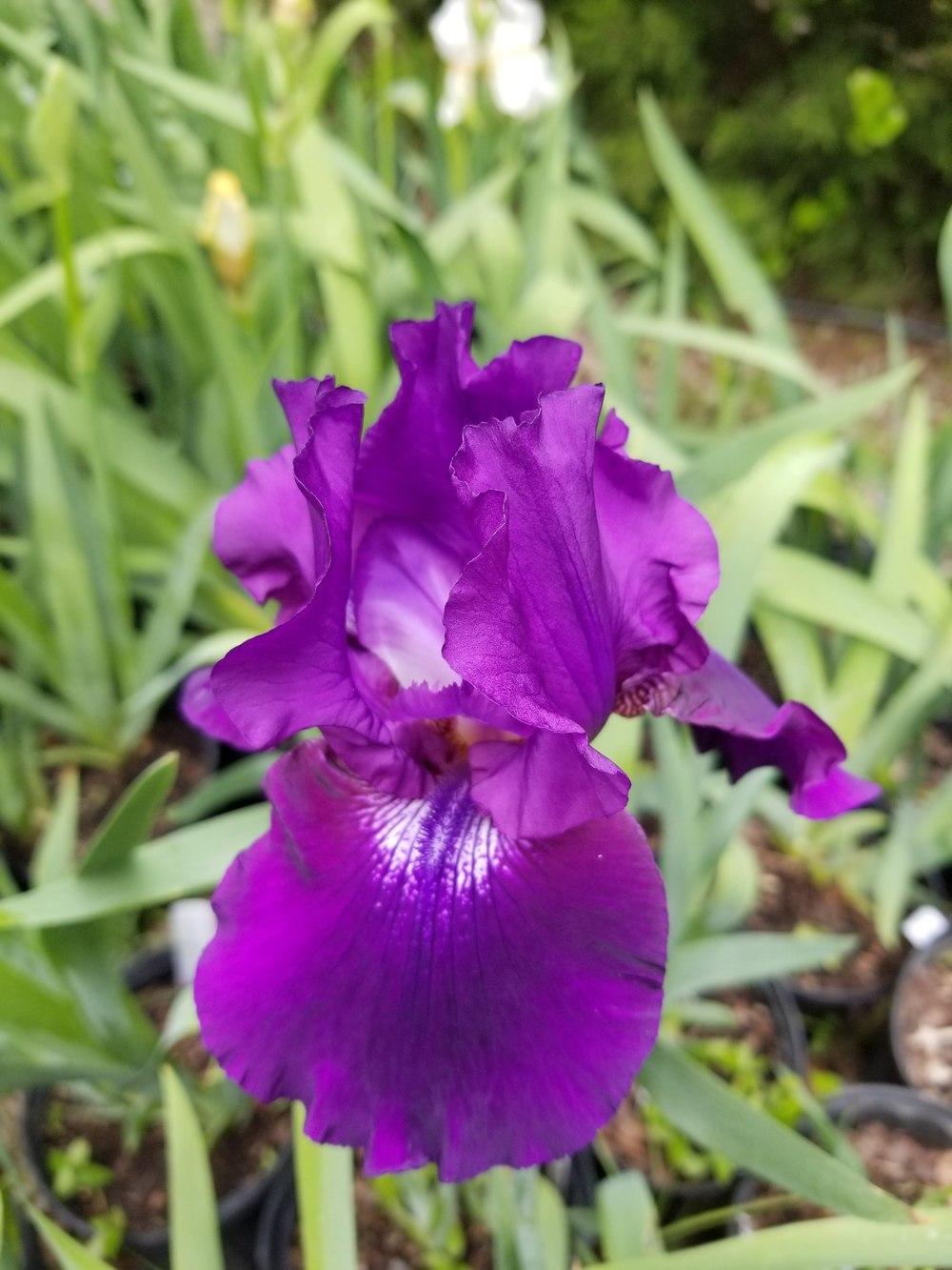 Photo of Tall Bearded Iris (Iris 'Rosalie Figge') uploaded by threecreekgardens