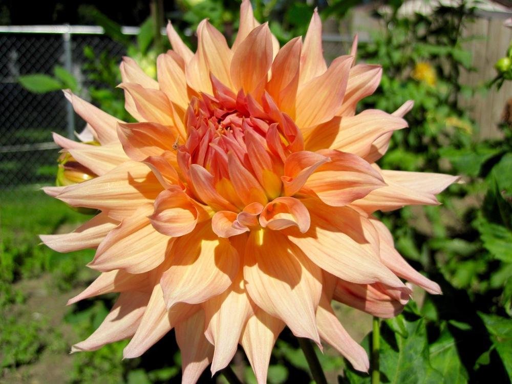 Photo of Dahlia 'Surprise' uploaded by psudan
