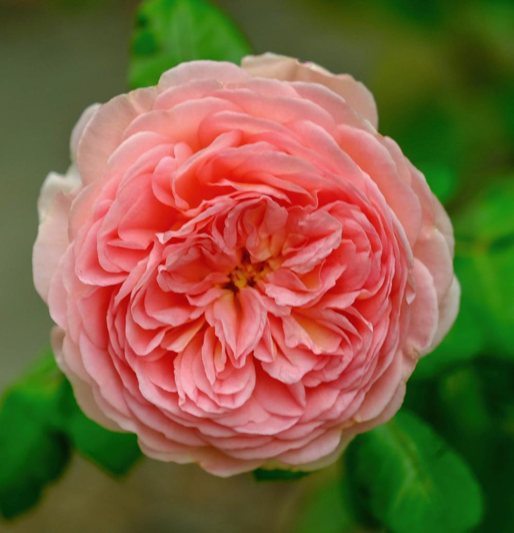 Photo of Rose (Rosa 'Abraham Darby') uploaded by AnnKNCalif